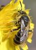 Andrena hesperia